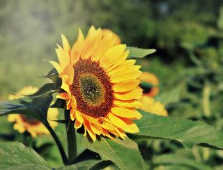 Orr Farm Sunflower